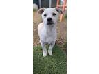 Glitter, Jack Russell Terrier For Adoption In Santa Rosa, California