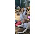 Toast, Jack Russell Terrier For Adoption In Santa Rosa, California