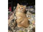Mango, Domestic Shorthair For Adoption In Parker Ford, Pennsylvania