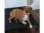 Boss, Labrador Retriever For Adoption In Wendell, North Carolina