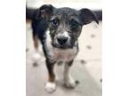 Mandy, Terrier (unknown Type, Medium) For Adoption In Corona, California