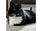 Stache - Offered By Owner - Big And Beautiful, Domestic Longhair For Adoption In