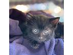Hue, Domestic Shorthair For Adoption In Mountain View, California