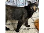 Emmy, Domestic Shorthair For Adoption In Brownsburg, Indiana