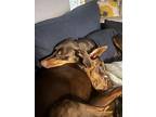 Patti (located In Edmonton, Ab), Doberman Pinscher For Adoption In Edmonton