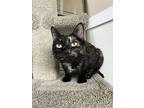 Kelly, Domestic Shorthair For Adoption In Powell River, British Columbia