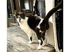 Riley - *critical* Needs Immed Foster, Domestic Shorthair For Adoption In Staten