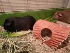 Princess Peanut, Guinea Pig For Adoption In Cropseyville, New York