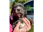 Zamp, Labrador Retriever For Adoption In Fond Du Lac, Wisconsin