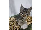 Tomy, Domestic Shorthair For Adoption In West Palm Beach, Florida