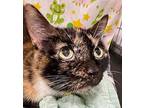 Sky, Domestic Shorthair For Adoption In West Palm Beach, Florida