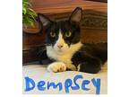 Dempsey & Jackie Bonded), Domestic Shorthair For Adoption In West Palm Beach