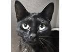 Abigail, Domestic Shorthair For Adoption In West Palm Beach, Florida