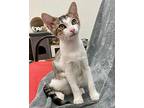 June, Domestic Shorthair For Adoption In West Palm Beach, Florida