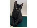 Kitten Rye, Domestic Shorthair For Adoption In Seal Beach, California