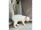 Copot, Domestic Shorthair For Adoption In West Palm Beach, Florida