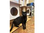 Carbone, Domestic Shorthair For Adoption In West Palm Beach, Florida