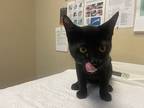 Working Cat - Osiris, Domestic Shorthair For Adoption In Oceanside, California