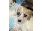 Bodie, Parson Russell Terrier For Adoption In Bolivar, Missouri