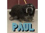 Paul, Terrier (unknown Type, Small) For Adoption In Louisburg, North Carolina