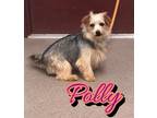 Polly, Terrier (unknown Type, Small) For Adoption In Louisburg, North Carolina