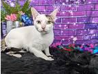 Tulip, Domestic Shorthair For Adoption In Anoka, Minnesota