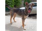 Joy, Labrador Retriever For Adoption In Washington, District Of Columbia