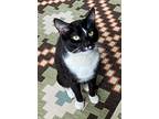 Chaplin, Domestic Shorthair For Adoption In Turnersville, New Jersey