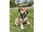 Rowzee, Terrier (unknown Type, Medium) For Adoption In Escondido, California