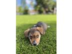 Roger, Terrier (unknown Type, Medium) For Adoption In Escondido, California