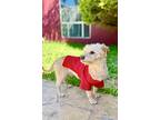 Migi, Cairn Terrier For Adoption In Escondido, California