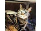 Milo, Domestic Shorthair For Adoption In Bingham Farms, Michigan