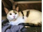 Lola, Domestic Shorthair For Adoption In Bingham Farms, Michigan