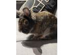 Ben Ben-kitchener, Lionhead For Adoption In Kitchener, Ontario