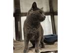 Chengu, Domestic Shorthair For Adoption In Seattle, Washington