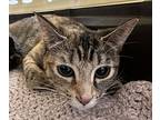 Cannelloni, Domestic Shorthair For Adoption In Nanaimo, British Columbia