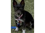 Breve, Terrier (unknown Type, Small) For Adoption In Scottsdale, Arizona