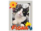 Fiona, Domestic Shorthair For Adoption In Pitman, New Jersey