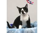 Molly, Domestic Shorthair For Adoption In West Chester, Pennsylvania