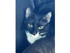 Thunder, Domestic Shorthair For Adoption In Pitman, New Jersey