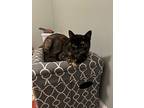 Mom Cat, Domestic Shorthair For Adoption In Colmar, Pennsylvania