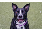 Riley, American Pit Bull Terrier For Adoption In Bellevue, Washington