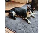 Prue Domestic Shorthair Young Female