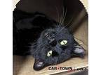 Martha Domestic Shorthair Adult Female