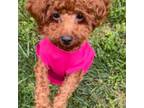Poodle (Toy) Puppy for sale in Clinton, MD, USA