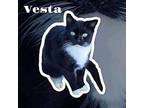 Vesta Domestic Shorthair Adult Female