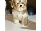 Yorkshire Terrier Puppy for sale in Marion, IL, USA