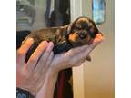 Cavalier King Charles Spaniel Puppy for sale in Bentonville, AR, USA