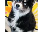 Siberian Husky Puppy for sale in Monroe, GA, USA