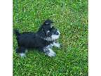 Schnauzer (Miniature) Puppy for sale in Kannapolis, NC, USA